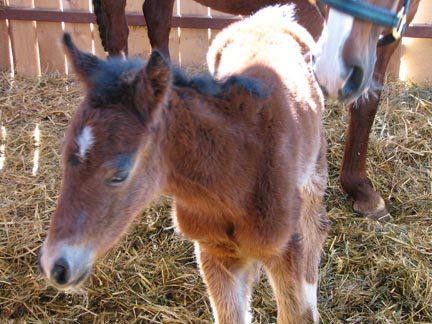 More of colt