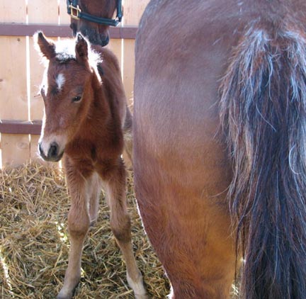 Mare and foal